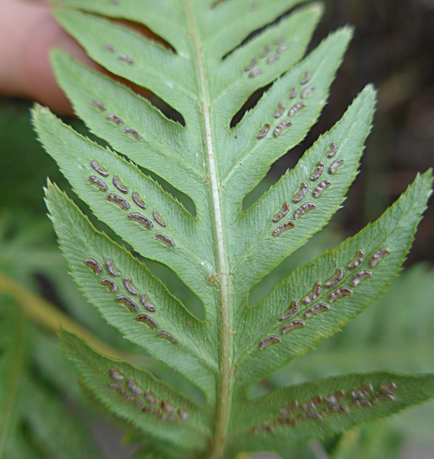 High Resolution Woodwardia fimbriata Fruit